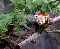 Area to Visit- Neora Valley National Park